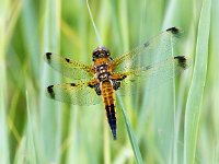 Libellula quadrimaculata 67, Viervlek, Saxifraga-Bart Vastenhouw