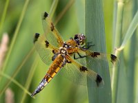 Libellula quadrimaculata 68, Viervlek, Saxifraga-Bart Vastenhouw