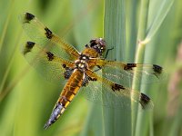 Libellula quadrimaculata 69, Viervlek, Saxifraga-Bart Vastenhouw