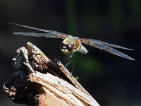 Libellula quadrimaculata 70, Viervlek, Saxifraga-Hans Dekker