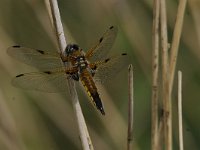 Libellula quadrimaculata 73, Viervlek, Saxifraga-Luuk Vermeer