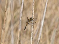 Libellula quadrimaculata 78, Viervlek, Saxifraga-Luuk Vermeer