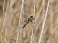 Libellula quadrimaculata 79, Viervlek, Saxifraga-Luuk Vermeer