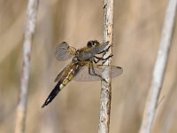 Libellula quadrimaculata 80, Viervlek, Saxifraga-Luuk Vermeer