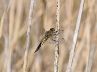 Libellula quadrimaculata 81, Viervlek, Saxifraga-Luuk Vermeer