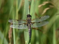 Libellula quadrimaculata 82, Viervlek, Saxifraga-Luuk Vermeer