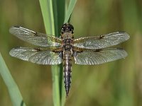 Libellula quadrimaculata 85, Viervlek, Saxifraga-Luuk Vermeer