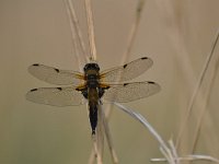 Libellula quadrimaculata 88, Viervlek, Saxifraga-Luuk Vermeer