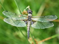 Libellula quadrimaculata 91, Viervlek, Saxifraga-Tom Heijnen