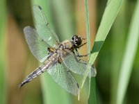 Libellula quadrimaculata 92, Viervlek, Saxifraga-Tom Heijnen