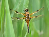 Libellula quadrimaculata 93, Viervlek, Saxifraga-Tom Heijnen