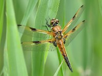 Libellula quadrimaculata 94, Viervlek, Saxifraga-Tom Heijnen