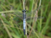 Orthetrum albistylum, White-tailed Skimmer