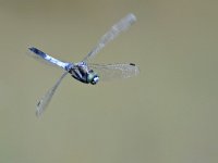 Orthetrum albistylum 3, Witpuntoeverlibel, Saxifraga-Tom Heijnen