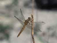 Orthetrum brunneum 1, Zuidelijke oeverlibel, female, Vlinderstichting-Antoin van der Heijden