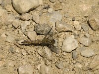 Orthetrum brunneum 10, Zuidelijke oeverlibel, male, Saxifraga-Jan van der Straaten