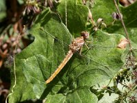 Orthetrum brunneum 11, Zuidelijke oeverlibel, Saxifraga-Peter Meininger