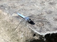 Orthetrum brunneum 12, Zuidelijke Oeverlibel, Saxifraga-Henk Baptist