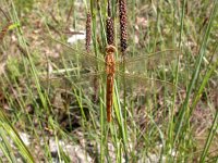 Orthetrum brunneum 2, Zuidelijke oeverlibel, juvenile, Vlinderstichting-Jaap Bouwman