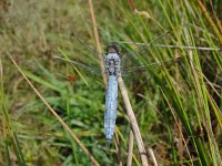 Orthetrum brunneum 3, Zuidelijke oeverlibel, male, Saxifraga-Willem Jan Hoeffnagel