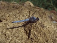 Orthetrum brunneum 5, Zuidelijke oeverlibel, male, Vlinderstichting-Tim Termaat