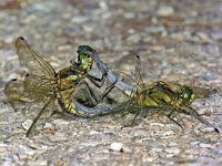 Orthetrum cancellatum 11, Gewone oeverlibel, Saxifraga-Ab H Baas