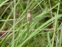 Orthetrum cancellatum 13, Gewone Oeverlibel, female, Saxifraga-Peter Meininger