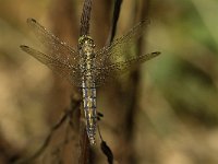 Orthetrum cancellatum 17, Gewone oeverlibel, Saxifraga-Jan van der Straaten