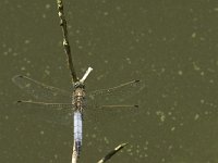 Orthetrum cancellatum 18, Gewone oeverlibel, Saxifraga-Jan van der Straaten