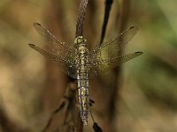 Orthetrum cancellatum 19, Gewone oeverlibel, Saxifraga-Jan van der Straaten