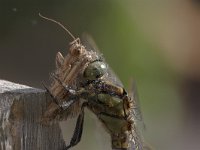 Orthetrum cancellatum 2, Gewone oeverlibel, Saxifraga-Luc Hoogenstein