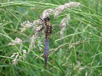 Orthetrum cancellatum 20, Gewone oeverlibel, Saxifraga-Rudmer Zwerver