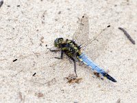 Orthetrum cancellatum 24, Gewone oeverlibel, Saxifraga-Bart Vastenhouw