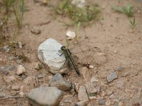 Orthetrum cancellatum 26, Gewone oeverlibel, Saxifraga-Dirk Hilbers