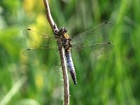 Orthetrum cancellatum 29, Gewone Oeverlibel, Saxifraga-Henk Baptist