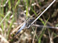 Orthetrum cancellatum 32, Gewone Oeverlibel, Saxifraga-Henk Baptist