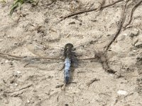 Orthetrum cancellatum 36, Gewone oeverlibel, Saxifraga-Willem van Kruijsbergen