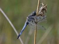 Orthetrum cancellatum 42, Gewone oeverlibel, Saxifraga-Luuk Vermeer