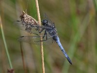 Orthetrum cancellatum 43, Gewone oeverlibel, Saxifraga-Luuk Vermeer