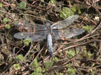 Orthetrum cancellatum 45, Gewone oeverlibel, Saxifraga-Willem van Kruijsbergen