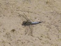 Orthetrum cancellatum 48, Gewone oeverlibel, Saxifraga-Willem van Kruijsbergen