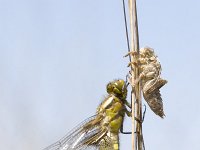 Orthetrum cancellatum 5, Gewone oeverlibel, Saxifraga-Mark Zekhuis