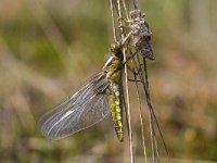 Orthetrum cancellatum 6, Gewone oeverlibel, Saxifraga-Mark Zekhuis