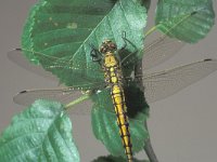 Orthetrum cancellatum 7, Gewone oeverlibel, Saxifraga-Frits Bink