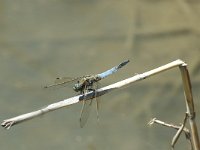 Orthetrum cancellatum 9, Gewone oeverlibel, male, Saxifraga-Jan van der Straaten