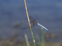 Orthetrum coerulescens 2, Beekoeverlibel, male, Vlinderstichting-Albert Vliegenthart