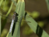 Orthetrum coerulescens 4, Beekoeverlibel, Saxifraga-Jan van der Straaten