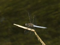 Orthetrum coerulescens 5, Beekoeverlibel, Saxifraga-Jan van der Straaten