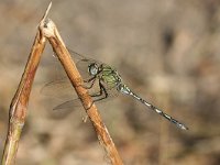 Orthetrum trinacria, Southern Skimmer