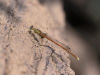 Platycnemis acutipennis 1, Oranje breedscheenjuffer, male, Vlinderstichting-Antoin van der Heijden